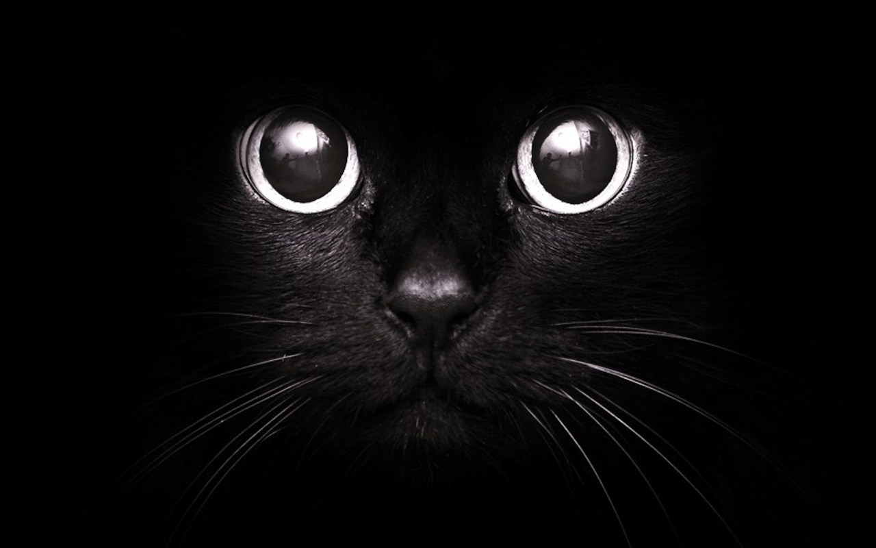 Gato negro ojos blancos